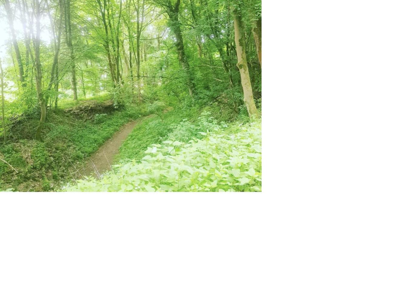 Natur Pur Frielendorf Exterior foto